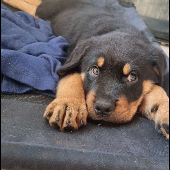 Rottweiler - Both