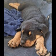 Rottweiler - Both
