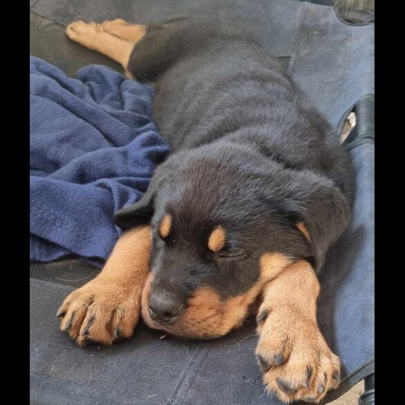 Rottweiler - Both
