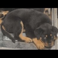 Rottweiler - Both