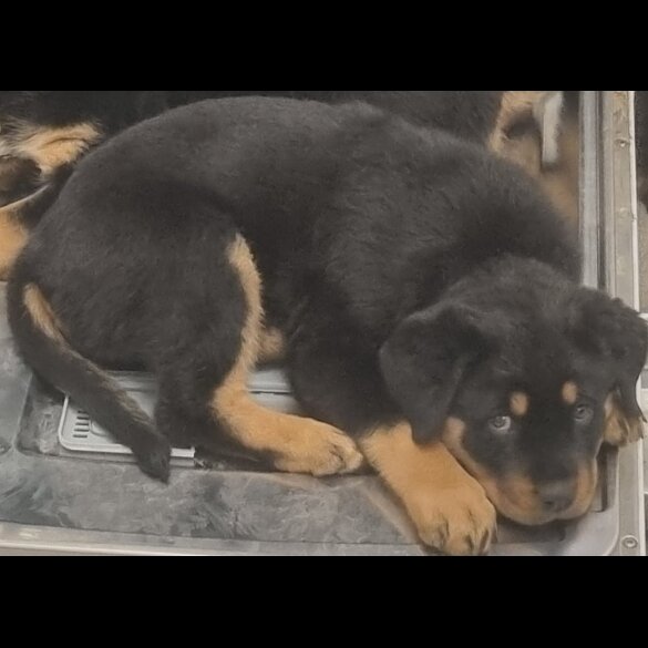 Rottweiler - Both