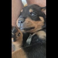 Rottweiler - Bitches