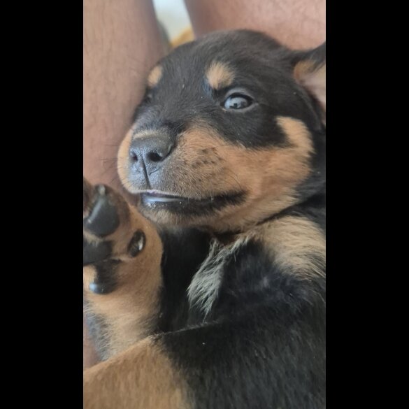 Rottweiler - Bitches