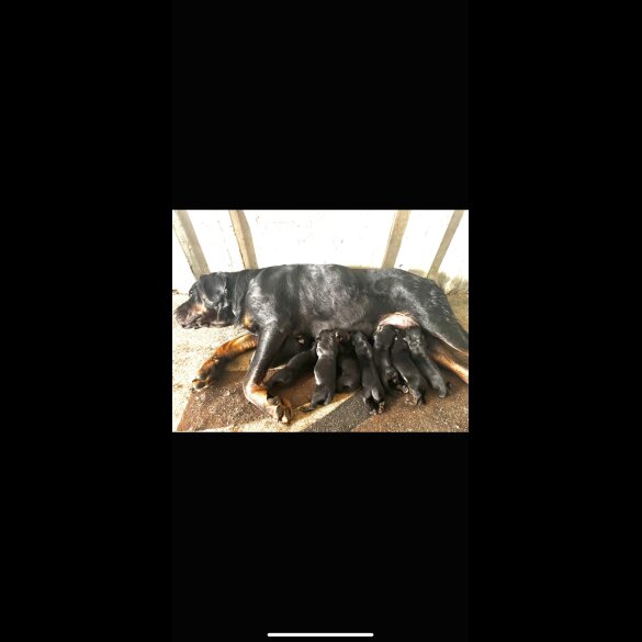 Rottweiler - Both