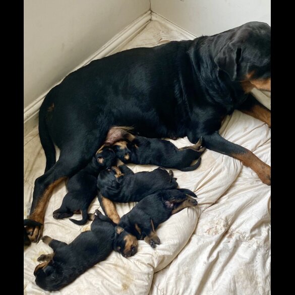 Rottweiler - Both