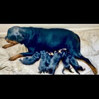 Rottweiler - Both