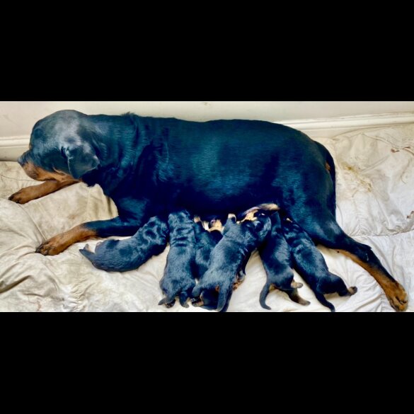Rottweiler - Both