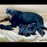 Rottweiler - Both