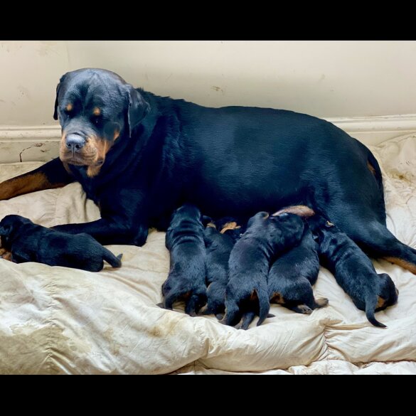 Rottweiler - Both