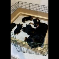 Rottweiler - Both