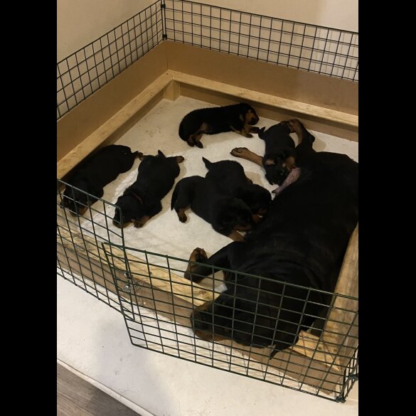 Rottweiler - Both