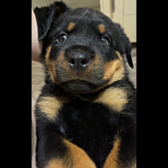 Rottweiler - Both