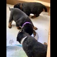 Rottweiler - Both
