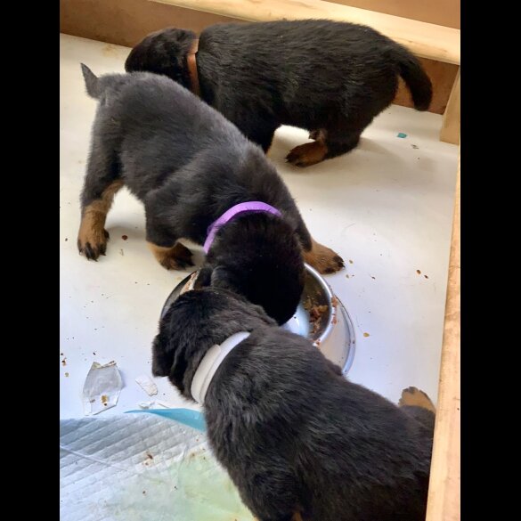 Rottweiler - Both