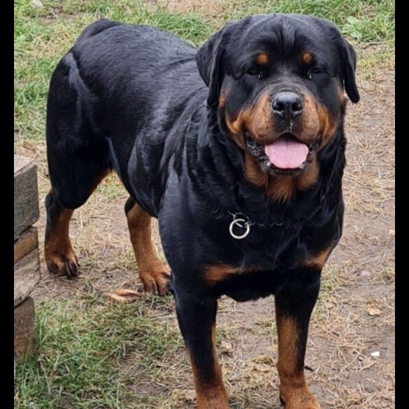 Rottweiler - Both