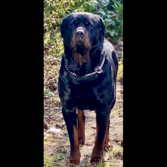 Rottweiler - Both