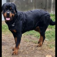 Rottweiler - Both