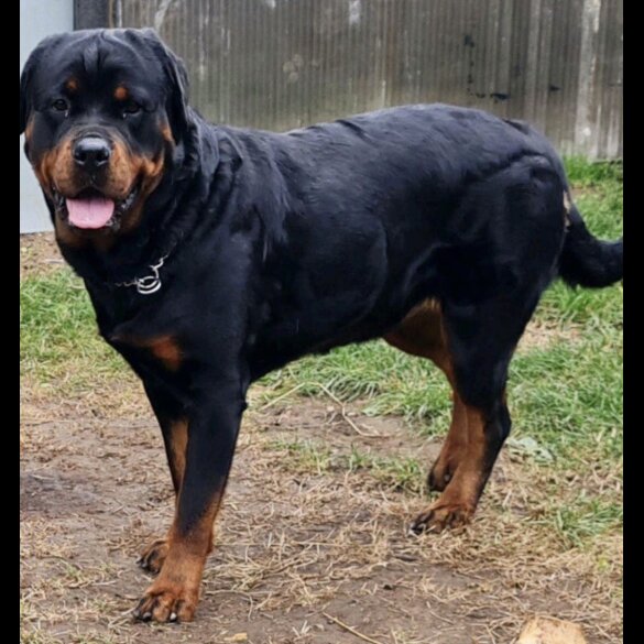 Rottweiler - Both