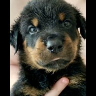Rottweiler - Both