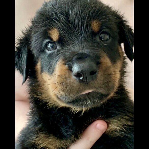 Rottweiler - Both