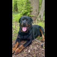 Rottweiler - Both