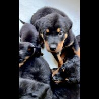Rottweiler - Both