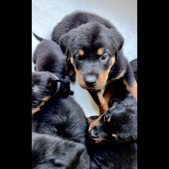 Rottweiler - Both