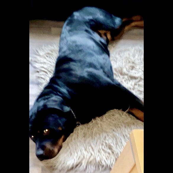 Rottweiler - Both