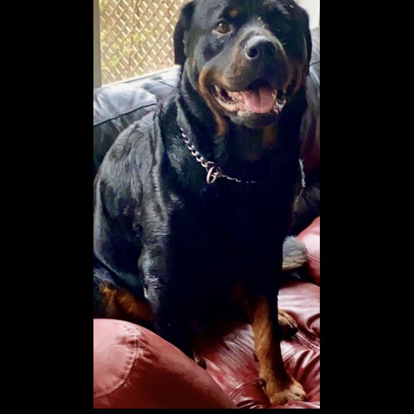 Rottweiler - Both