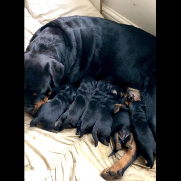 Rottweiler - Both