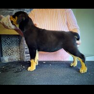 Rottweiler - Bitches