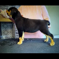 Rottweiler - Bitches