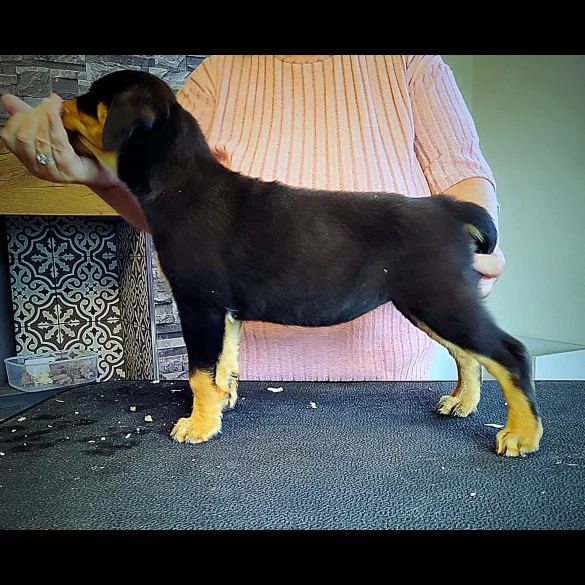 Rottweiler - Bitches