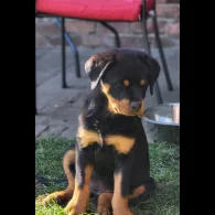 Rottweiler - Bitches