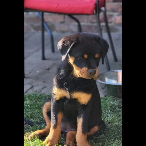 Rottweiler - Bitches