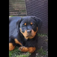 Rottweiler - Bitches