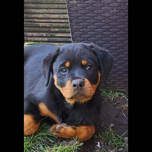 Rottweiler - Bitches
