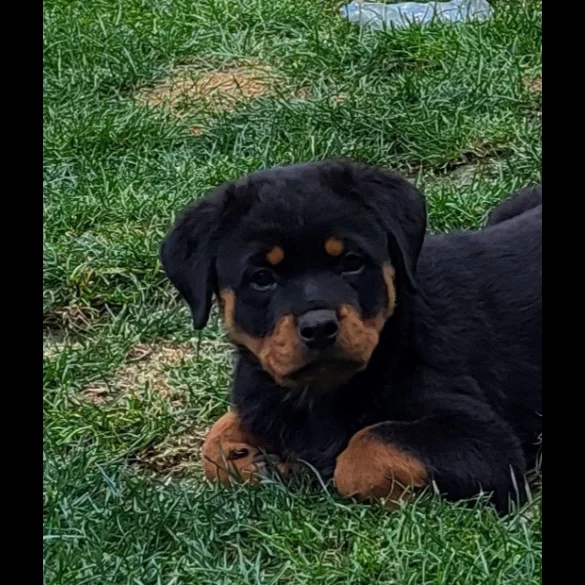Rottweiler - Bitches