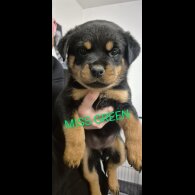 Rottweiler - Bitches