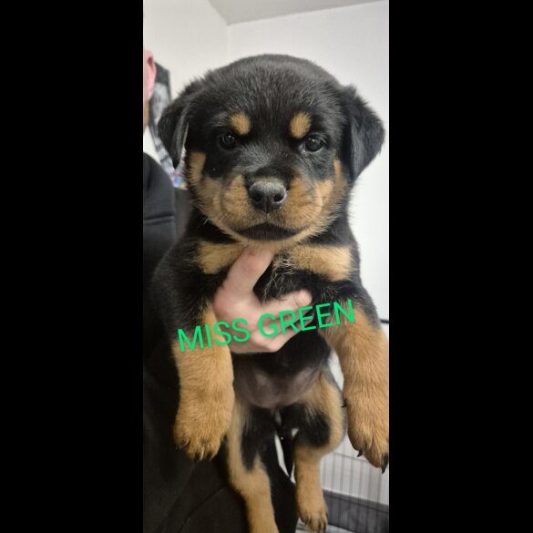 Rottweiler - Bitches