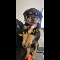Rottweiler - Bitches