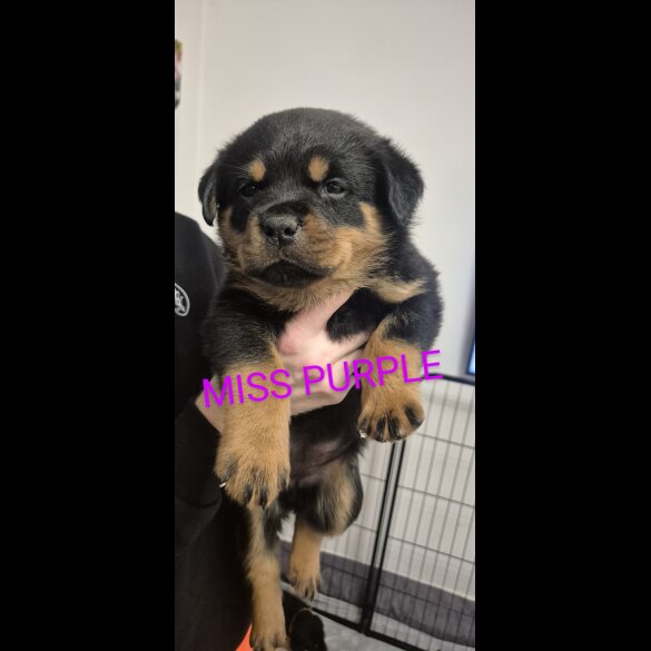 Rottweiler - Bitches