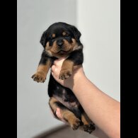 Rottweiler - Both