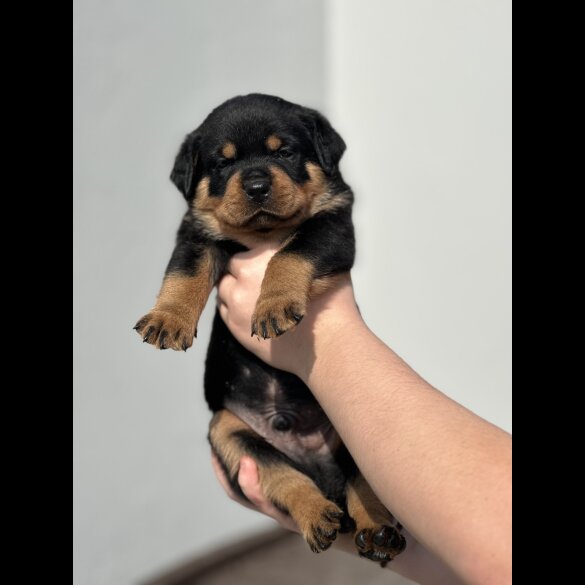 Rottweiler - Both