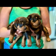 Rottweiler - Both