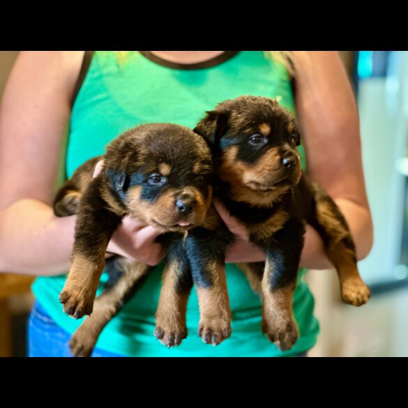 Rottweiler - Both