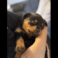 Rottweiler - Both