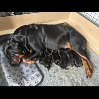 Rottweiler - Both