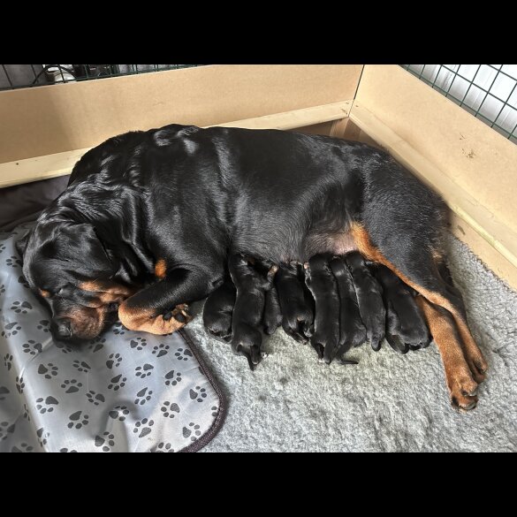 Rottweiler - Both