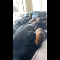 Rottweiler - Both